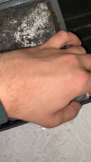 Определение всхожести семян горных сосен. Скоро буду сеять