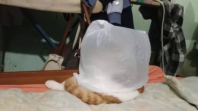 Кот в мешке !