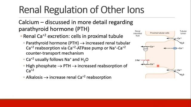 Applied Physiology For Anesthesia - 06 - RENAL - Part 3