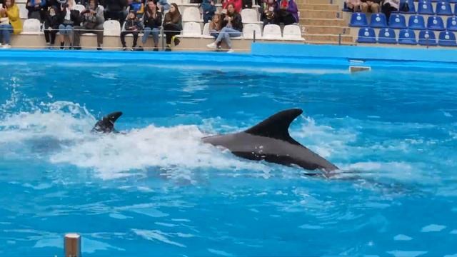 Харьковский дельфинарий Немо