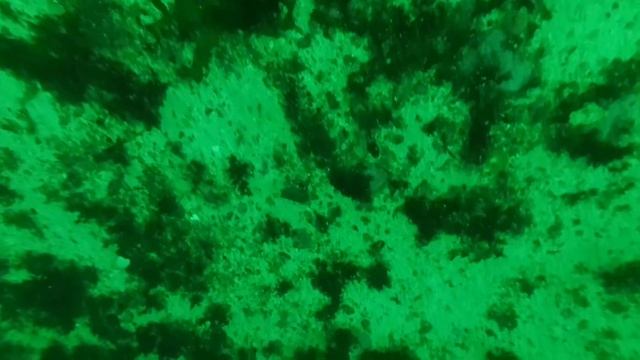 под водой. Поиск рыбы на камеру...: