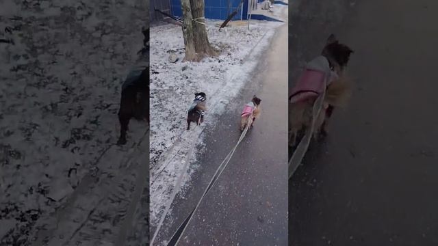 #москва #бирюлево#дендропарк первый снег первый лед