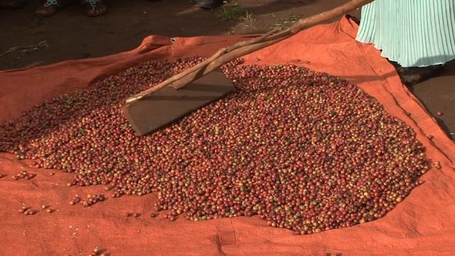 Coffee : Picking & Drying SPANISH