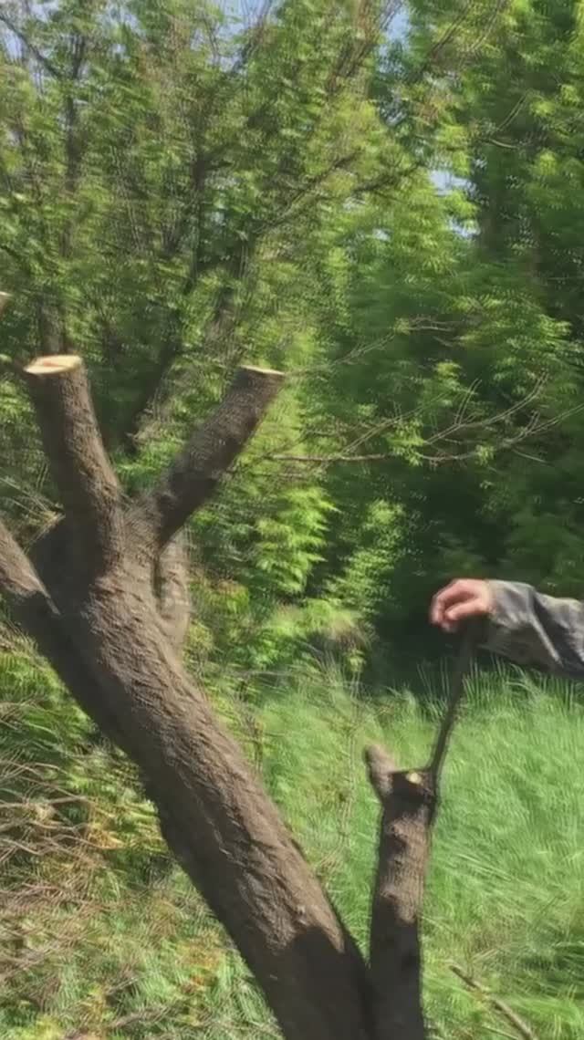 Обрезка абрикоса / прививка персика на абрикос