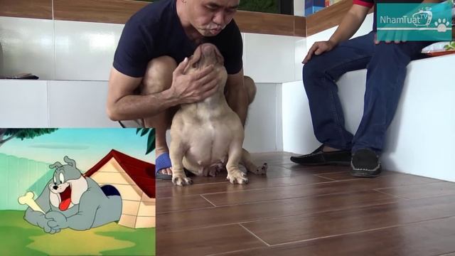 T2: Đàn Chó Tiền Tỷ Của Chủ Quán 