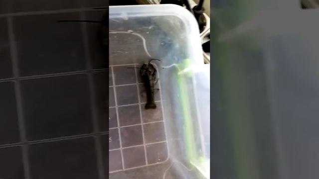 Расказ о раках и ахатин