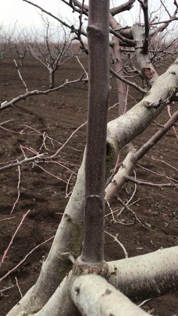 Зачем убирать жировые побеги на сливе?!