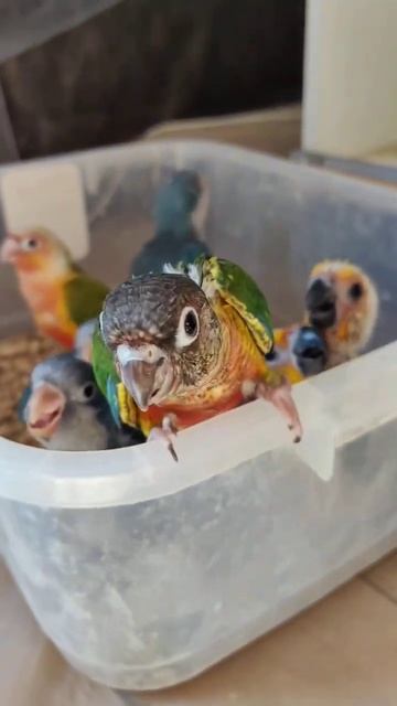 Делитесь, как вы докатились до такой жизни?  #funnyimages #birds #cute #funny #pets #shorts