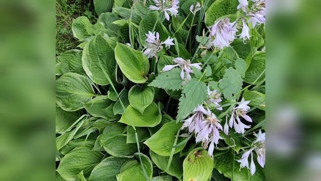 Всего-то навсего