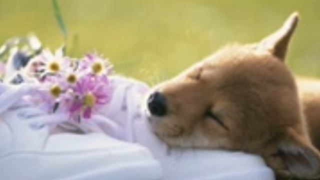 Музыка без авторских прав