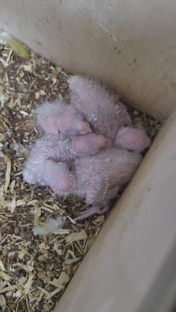 Вот я и докатилась до разведения #pets #funnyimages #birds #funny #animals #parrot  #shorts