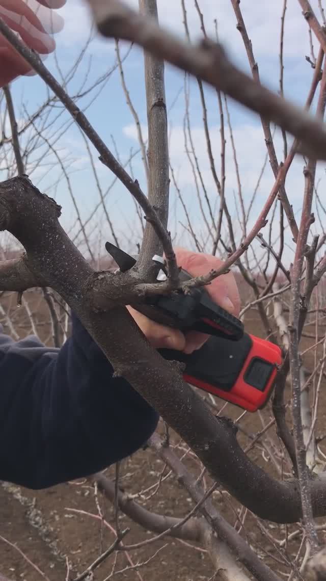 Обрезка сливы на пенёк.