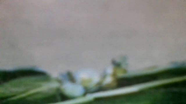 Физический Файрландерс Фант