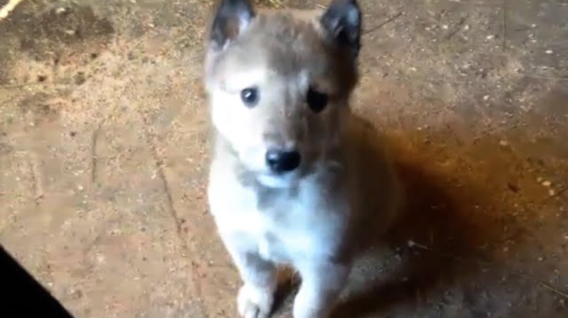 Как охотничьи  лайки становятся чемпионами или Удмурт