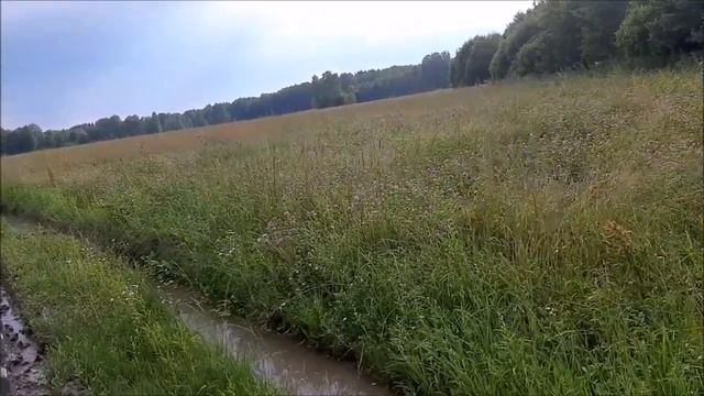 Поляна лисичек... Июль 2020 г.