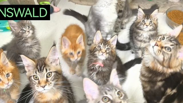 Котята (20.01.25)