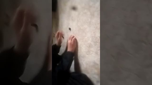 печеньки из игры в кальмара