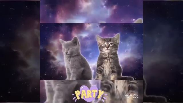 Как снимать котят