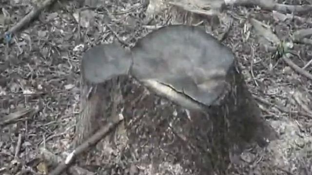 весна пришла. 2.пролиски.wmv