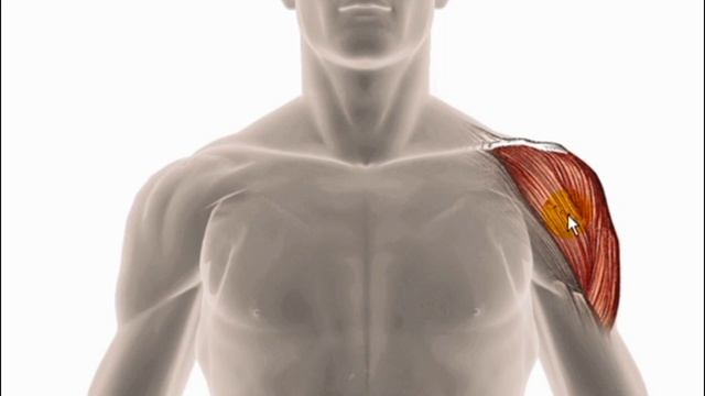 Shoulder Pain - Deltoid Muscle Trigger Points Explained