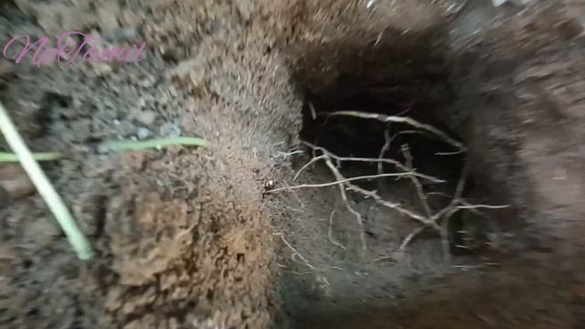 LF Series Episode-3 Microworm without starter culture (Tamil)