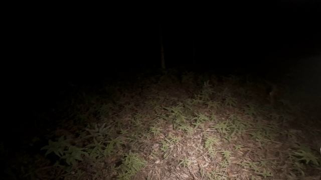 Pierwsze POTWORY Z Wietnamu 😍  #1