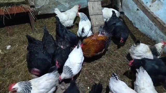 200 голов птицы... Перосъёмка так и останется мечтой... ?