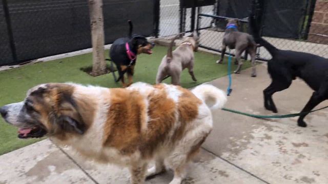 Stefano, Nyla, Meatball, Calvin, Wilfred & Owned Friends