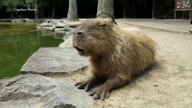 Как стать капибарой?