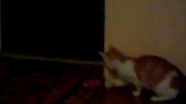мой кот DETTO потерял мышку .avi