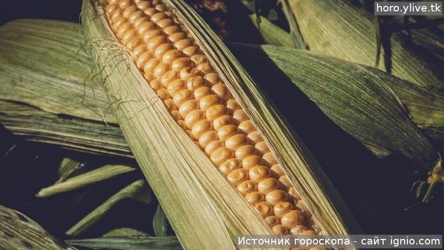 Близнецы. 🌮 24 дек. 2018: Кулинарный гороскоп на сегодня.