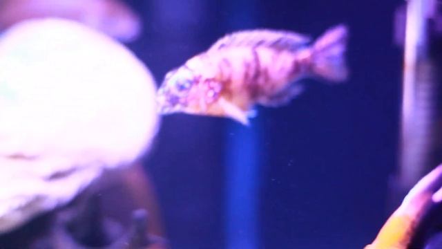 My African Malawi Tank