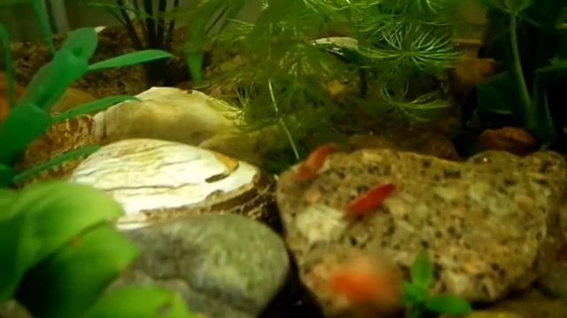 МОЙ АКВАРИУМ. ЖИЗНЬ ЗА СТЕКЛОМ