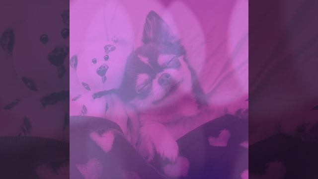 Атмосфера (Одинокие собаки)