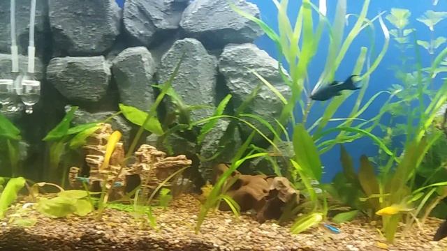 Мой аквариум