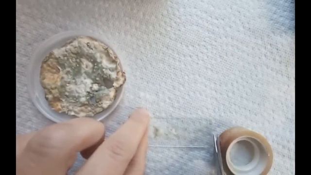 Как сделать препарат микроскопического грибка