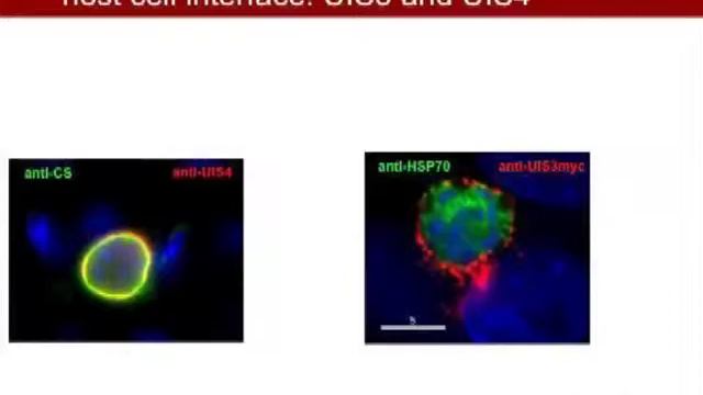 Stefan Kappe - Back To The Future: Live Attenuated Malaria Vaccines By Design