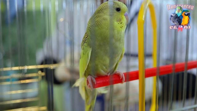 Защо е необходим ПРЕГЛЕД на НОВ ПАПАГАЛ? Възможни заболявания. Обезпаразитяване.