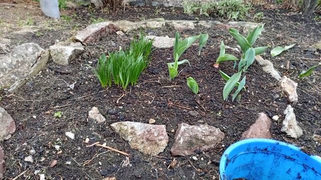 Спасаю лилии...