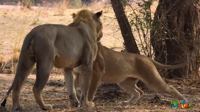 MK Lion Pride Prepares For Invasion As Conflict Escalates | Love Nature