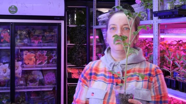 «Загнали в грунт на 7 см» Пикируем помидоры.