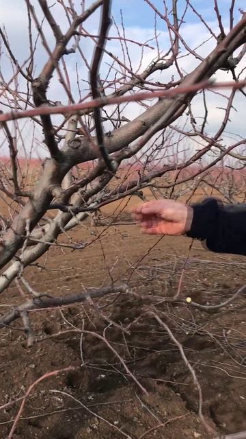 Зачем укорачивать побеги на сливе?!