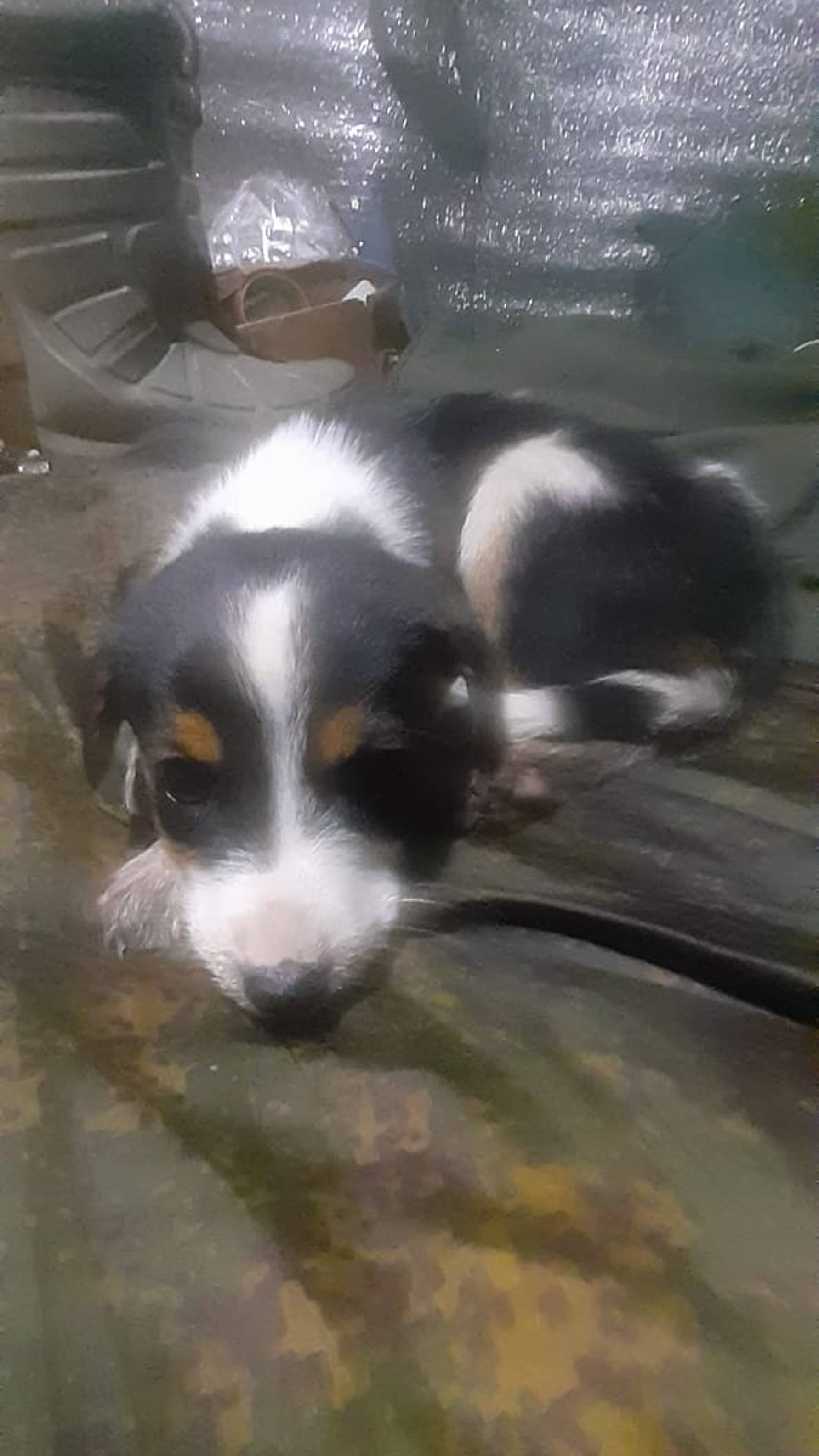 Щенок в поиске спасения.