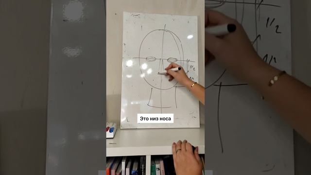 Основные пропорции лица Сайт: Moroshkina.ru Инста: @moroshkina_school