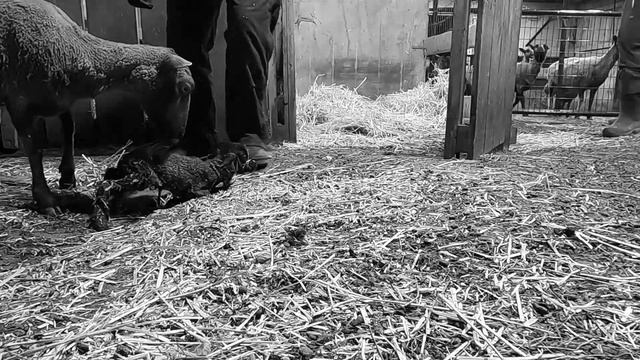 The First Lambs Of 2024 Have Arrived! - 110