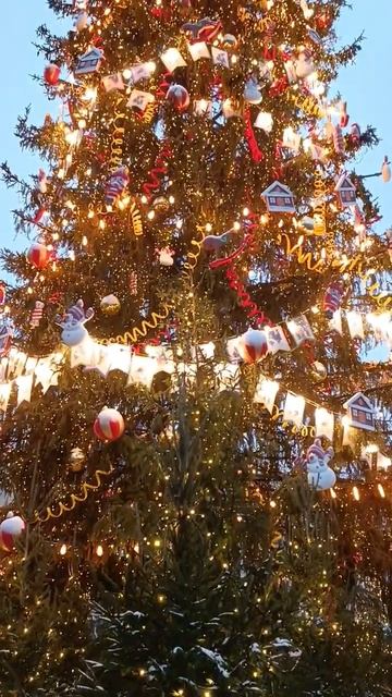 Ёлка на Дворцовой площади в Санкт-Петербурге#2024