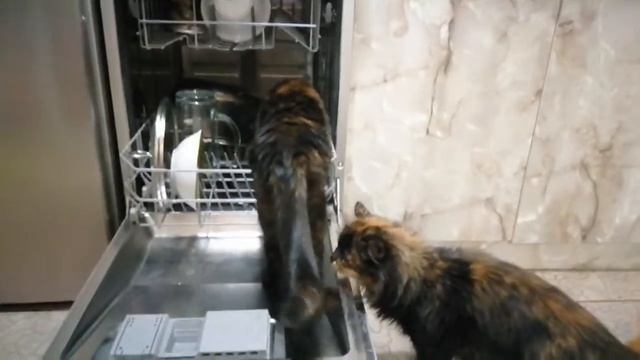 дополнительная функция в посудомойке