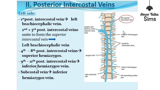 Gross:Thoracic Inlet+Outlet, Diaphragm,Thoracic Muscles &Intercoastal Space,Internal Thoracic Arter