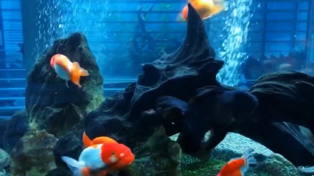 Goldfish 3000 Mm Tank
