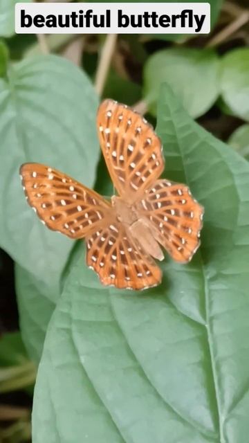 Butterflies Are Symmetrical#shorts #asmr#butterfly